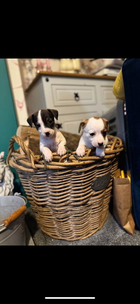 Dachshund x Jack Russel Puppies 