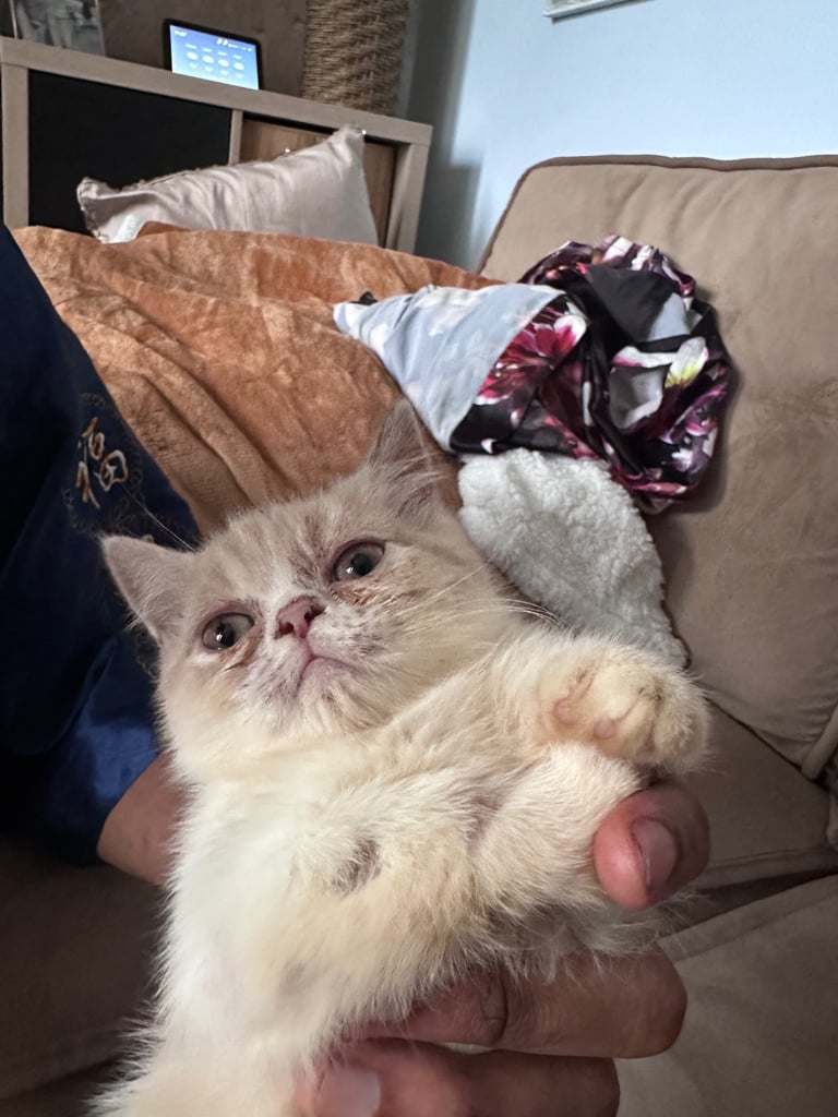 Persian Kittens For Sale