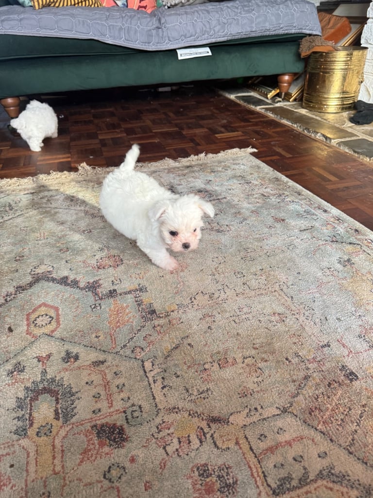 Cotton De Tulear puppies x3 looking for their forever homes