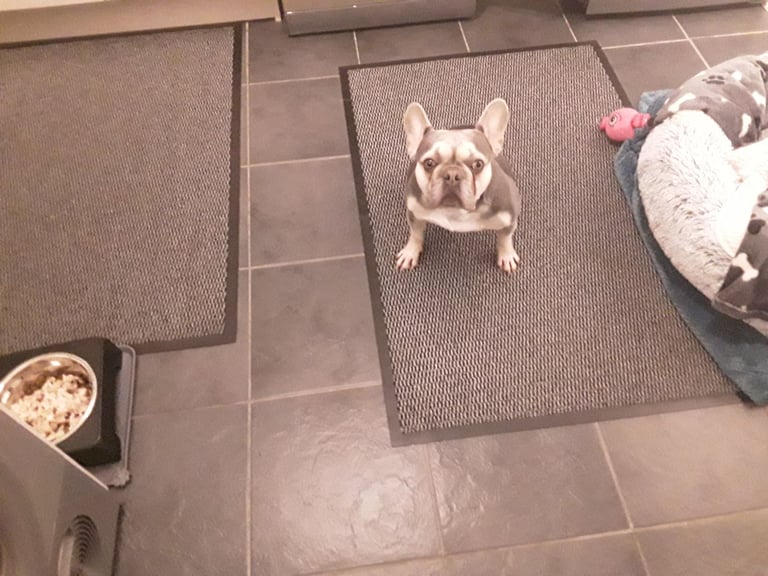 Female french bull dog