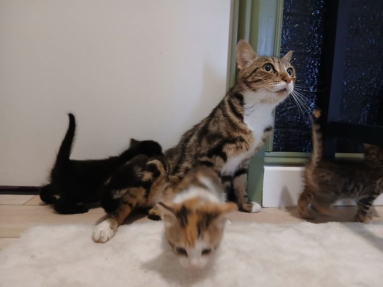  kittens for sale