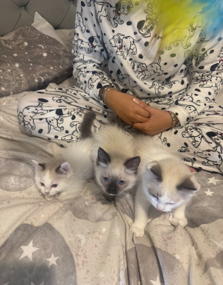 Ragdoll kittens for sale GCCF 