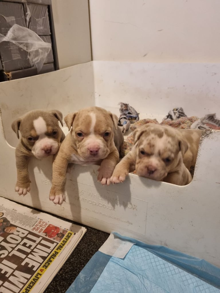 Pocketbully puppies 