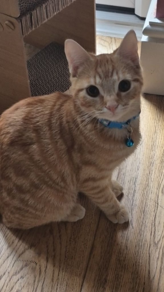 Female ginger tabby cat 