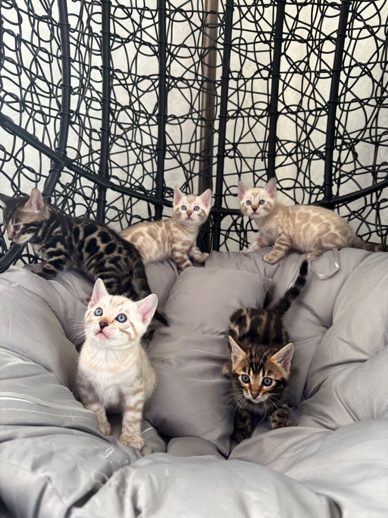 🐾Gorgeous Pure Bengals Ready Now🐾