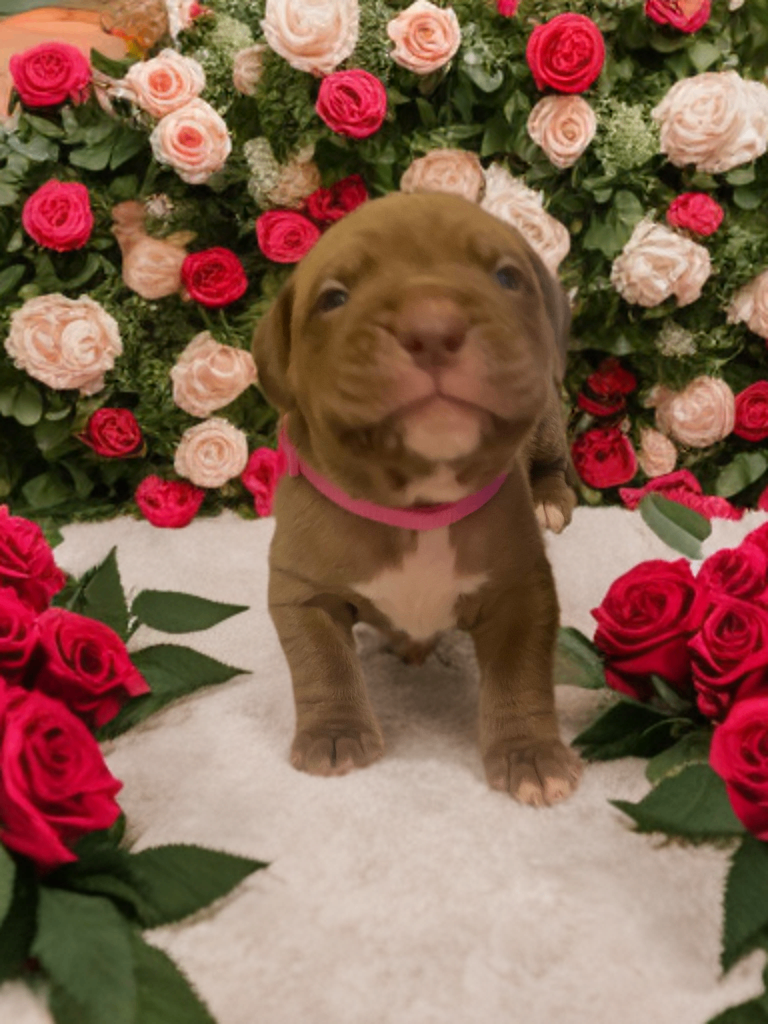 Dogue de bordeaux puppies