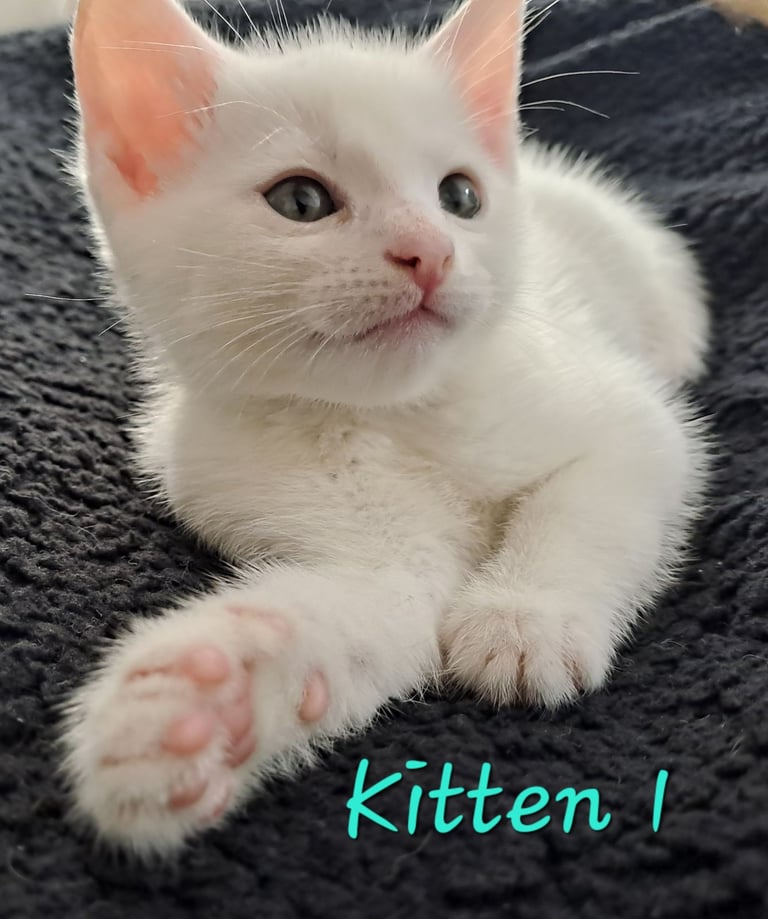 4 Stunning kittens for sale