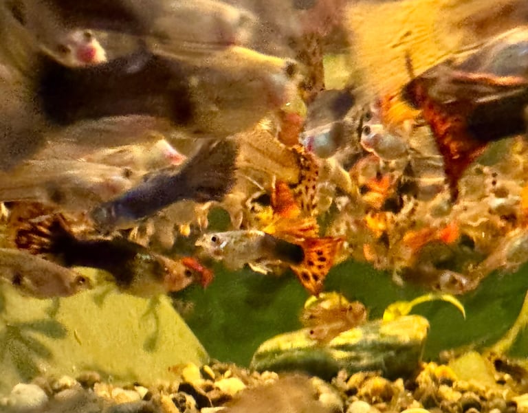 Guppy and Balloon Molly in Chiswick