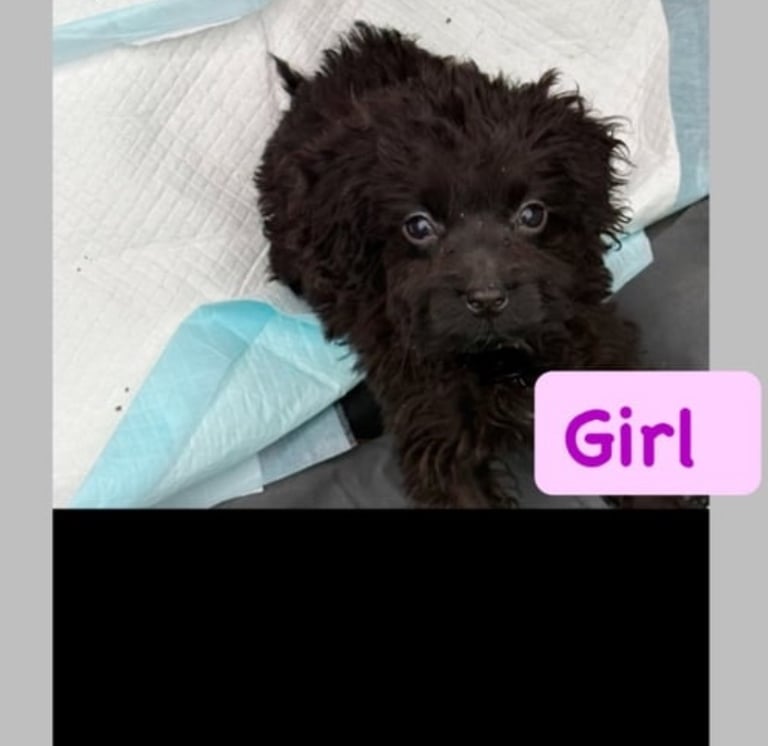 ❌last little girl Cockapoo remaining ❌