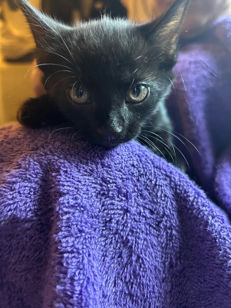 11 week old kittens (2 boys 1 girl)