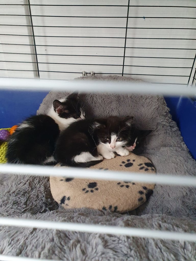 Kitten 1 left ready to leave now 