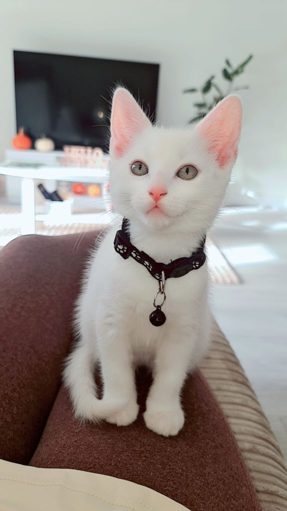 Male White Kitten 