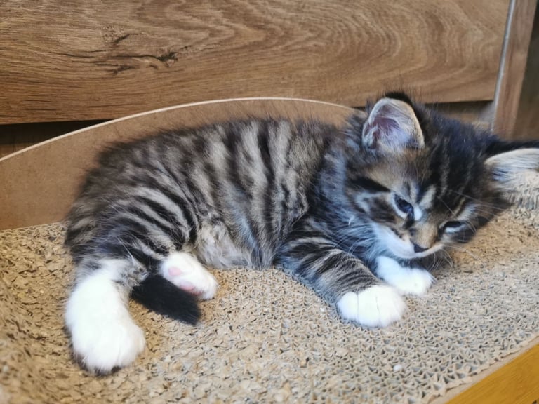 Maine Coon / Maine Coon x Russian Blue kittens are looking for loving new homes 🏡💛