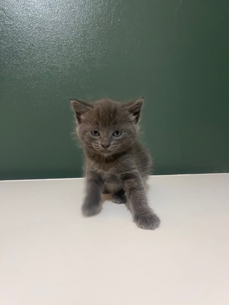 3 grey kittens for sale 
