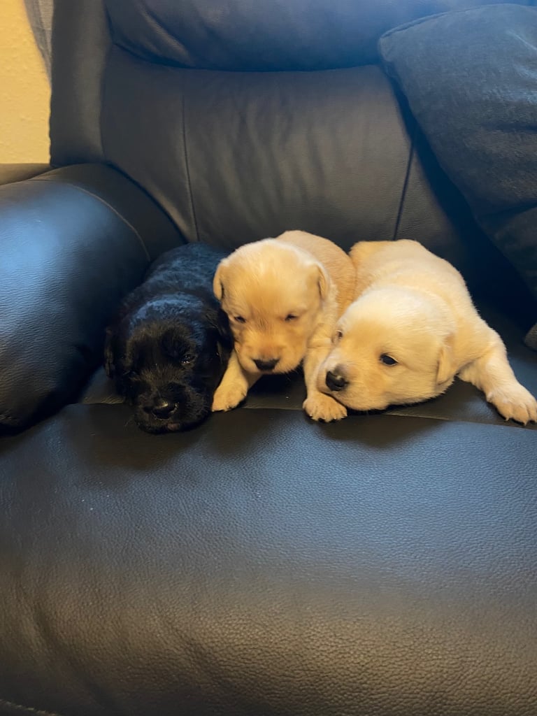 Labradoodle/ Labrador 