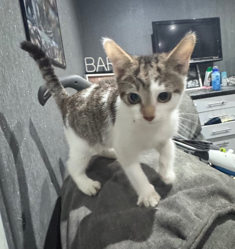 One Adorable kitten left!  🐾❤️ 