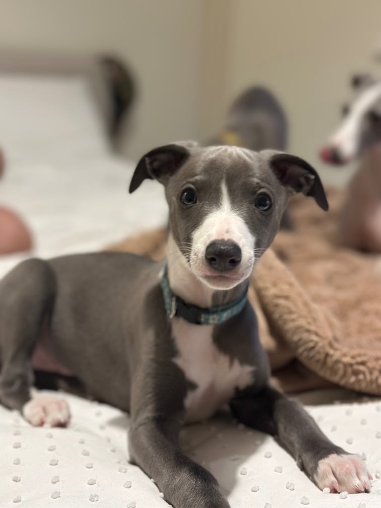 ONLY 1 LEFT!  Stunning Whippet puppy’s 