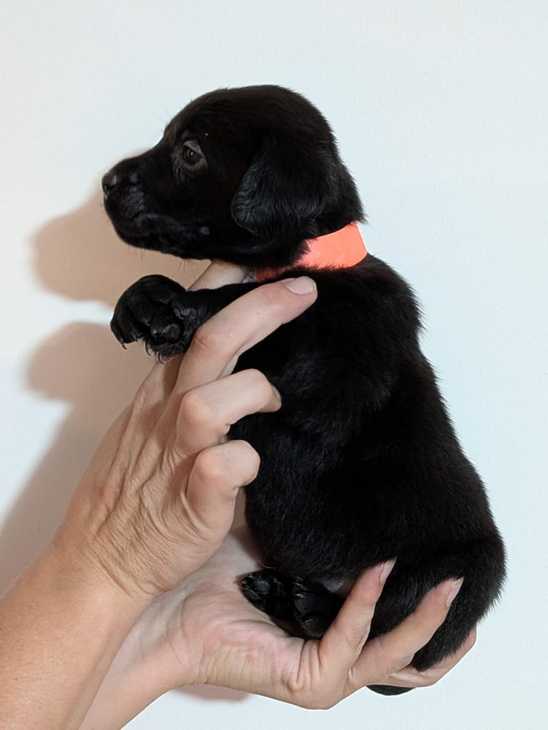 Reducrd* 11 KC reg, labrador retrievers, 10weeks old.