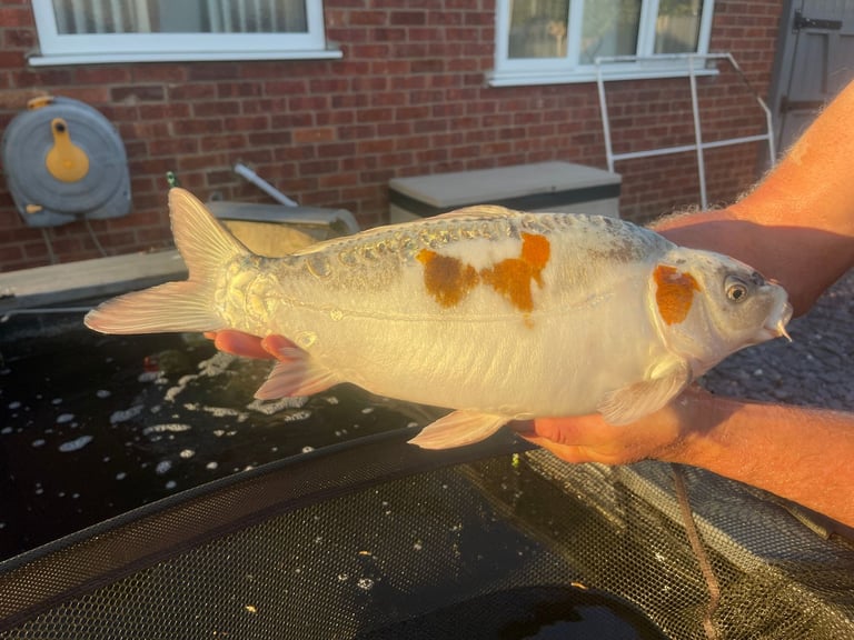 ALLNOW SOLD AND COLLECTED      6 x Large Koi Carp