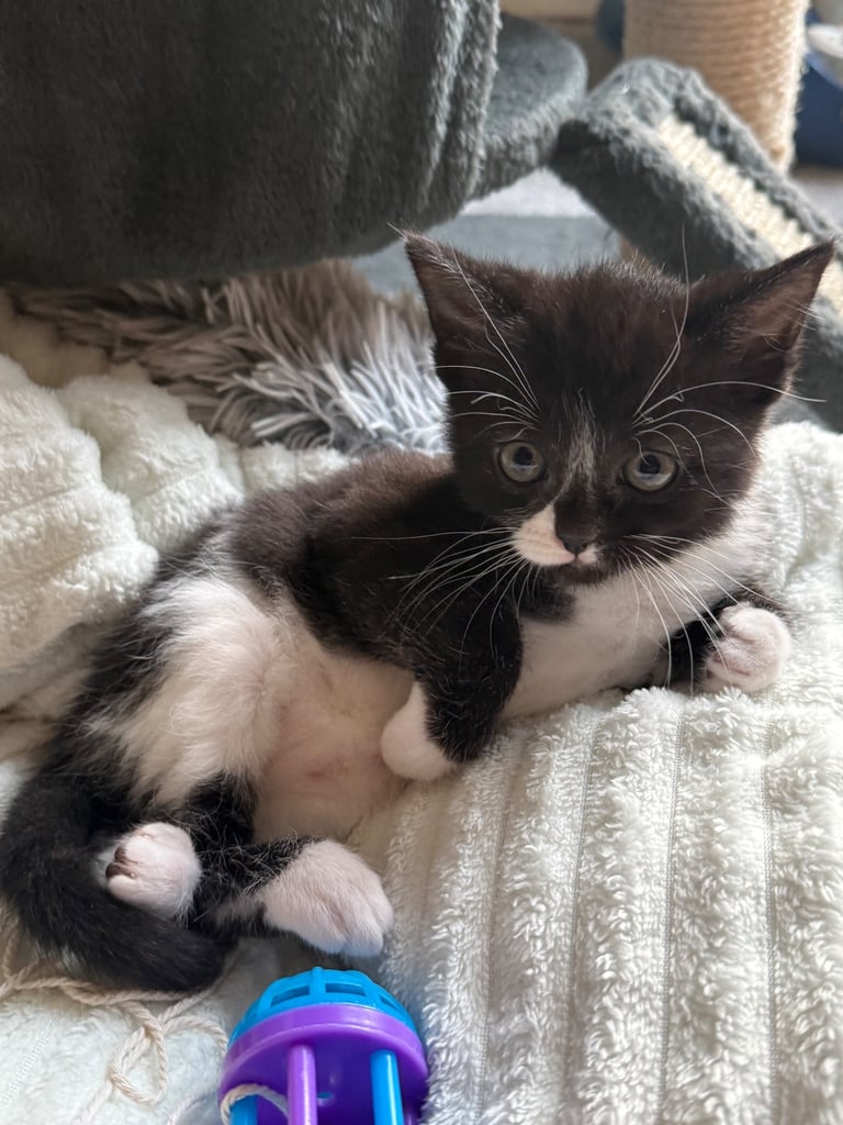 4 x kittens for sale 