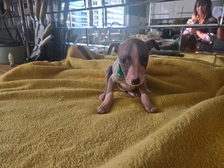 Whippet pups for sale 