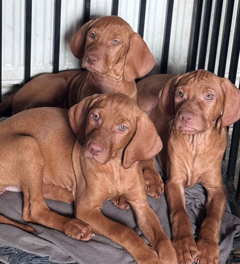 Exceptional kc Hungarian viszla pups. Now ready