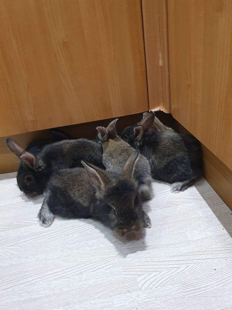 Rabbits for sale 