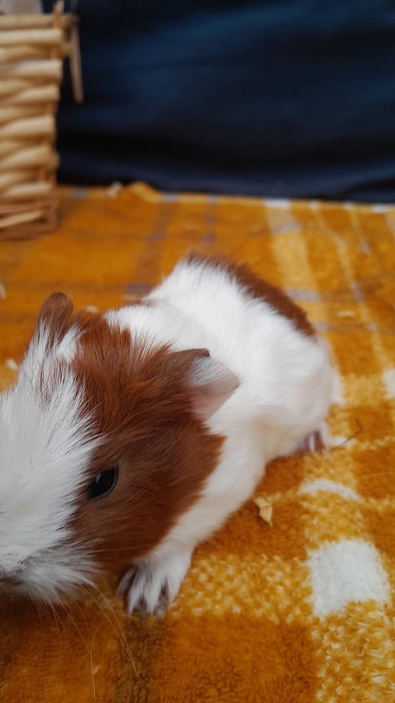 Guinea pigs for sale