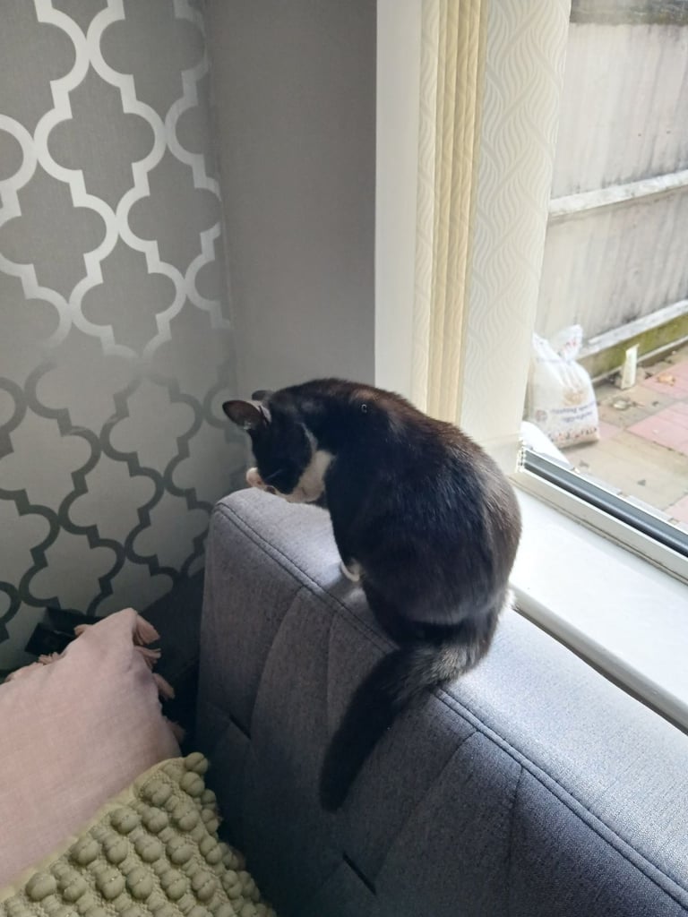 Tuxedo female kitten
