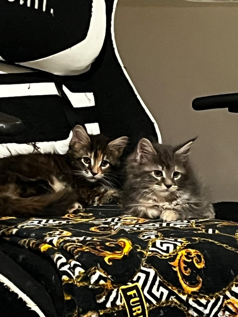 Maine coon kittens
