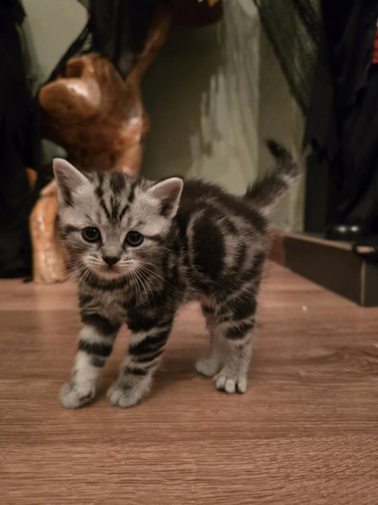 British shorthair, silver and black,classic tabby