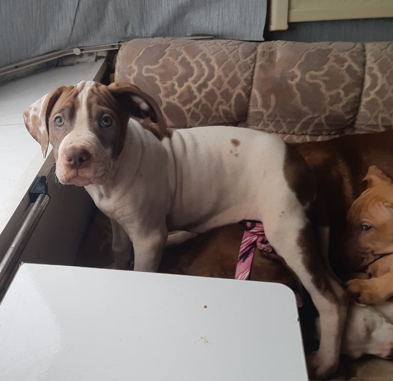 Presa cross puppies looking for homes 