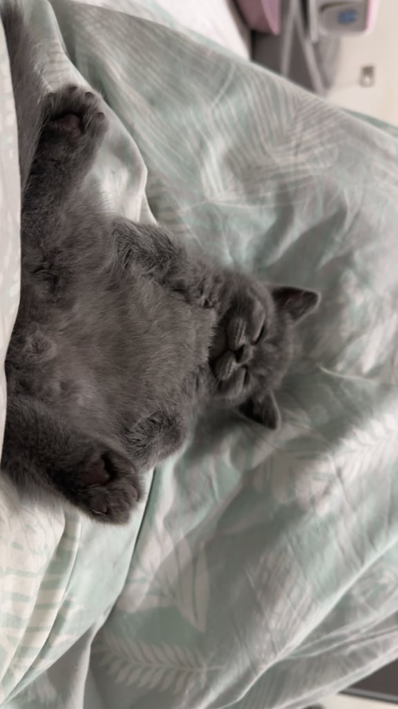 Bsh 