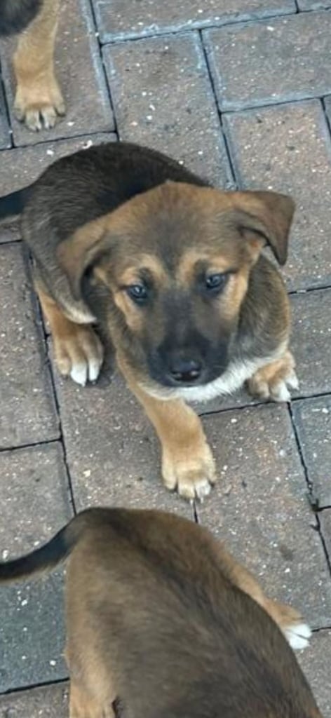 German shepherd x Belgian malinois puppies