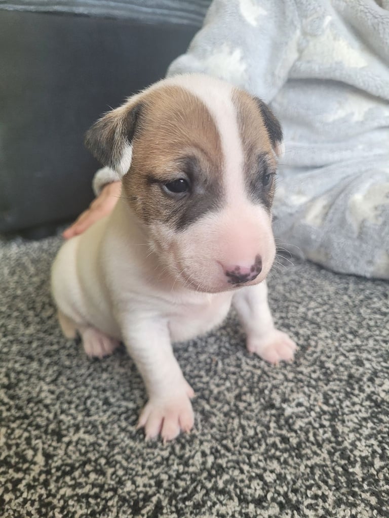 English bull terrier cross pups 