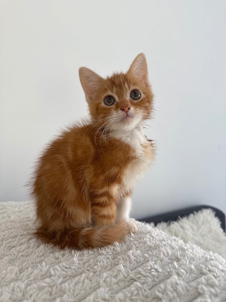 Kitten for sale