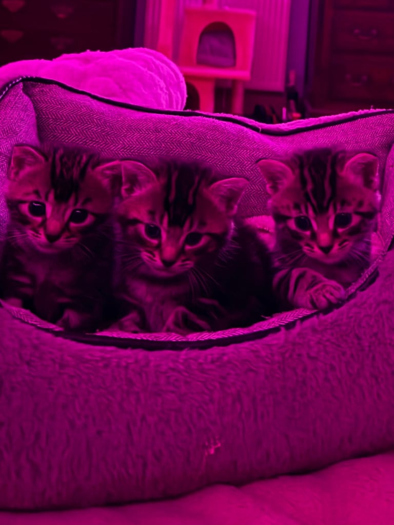 Tortoiseshell Kittens (Boys) Ready for new Homes