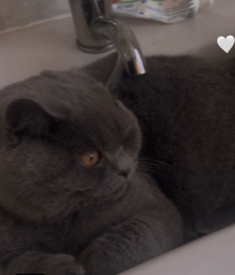 British short head kitten 