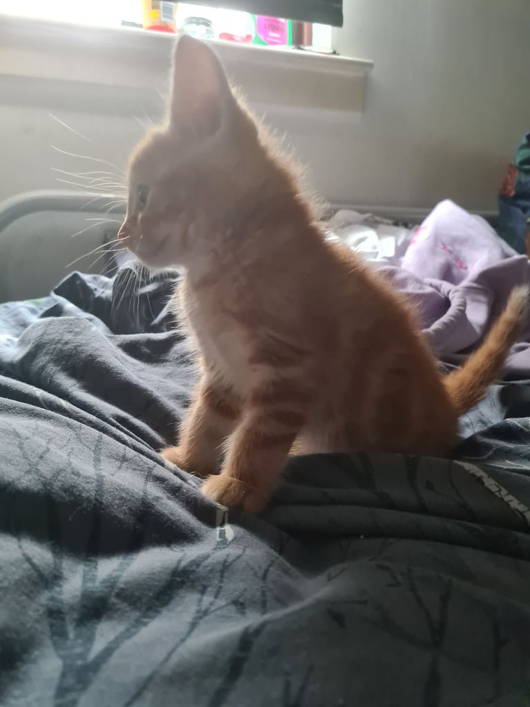 X5 Maine coon x Norwegian forest 