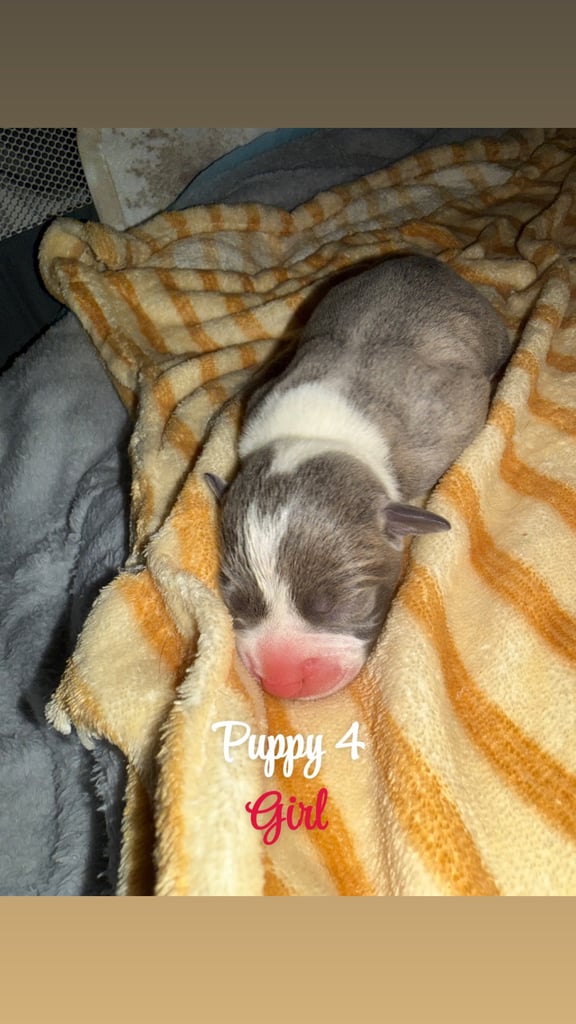 Staffordshire bull terrier puppies