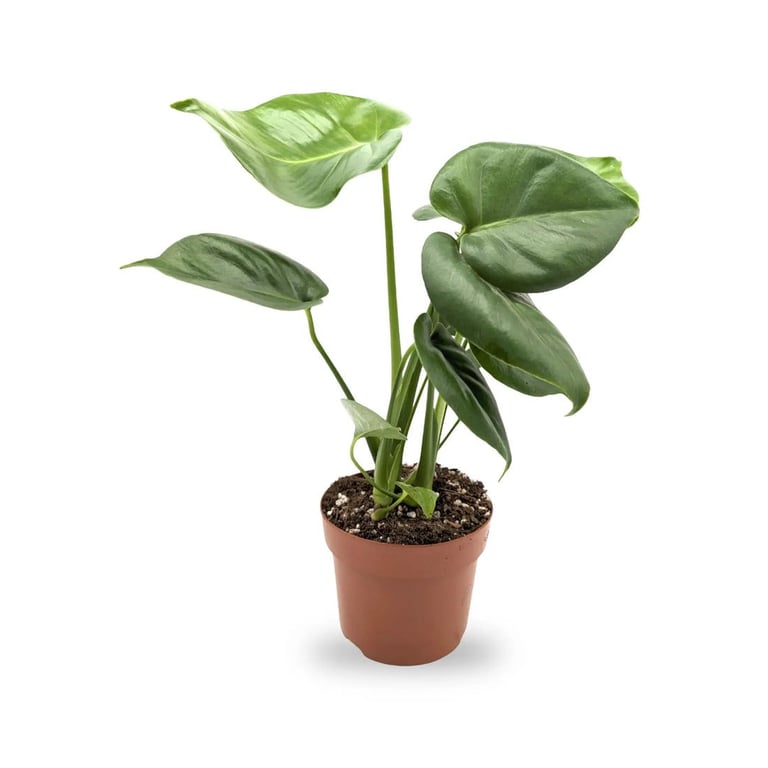 image for Healthy monstrea plant in plastic pot