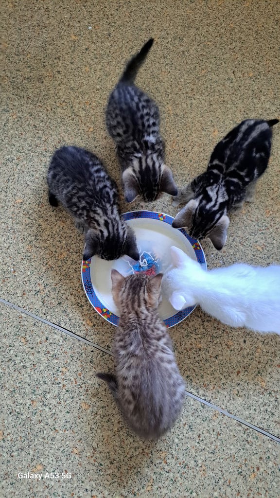 image for Bengal × British Shorthair mix kittens are ready to go.