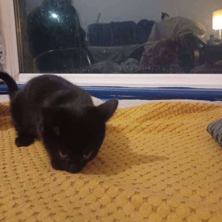 9 week old kittens, boy and girl, for sale