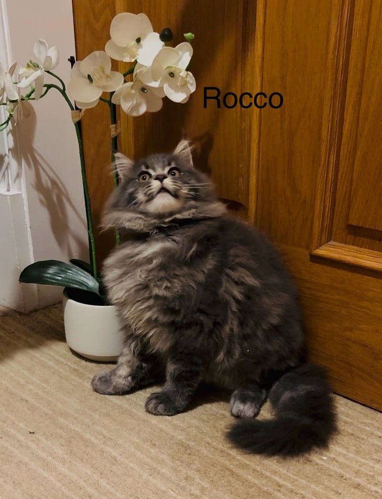 OUTSTANDING MAINE COON KITTENS