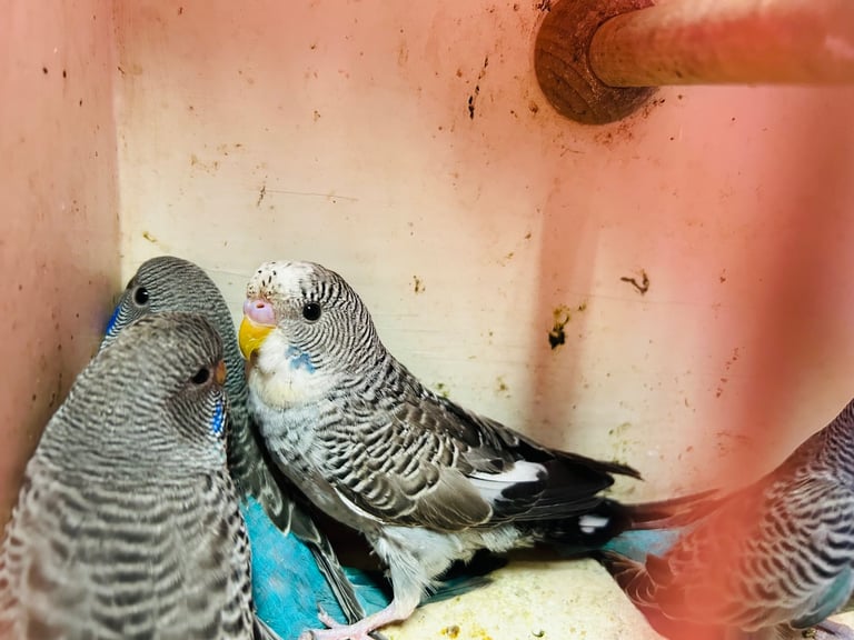 Budgies for Sale, different mutation available 