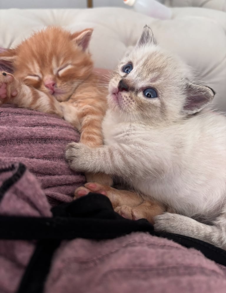 Adorable Persian x Bengal Kittens Ready for Their Forever Homes 