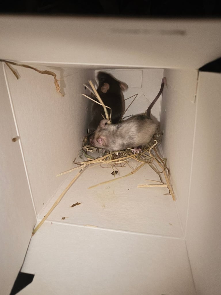 Female mice 