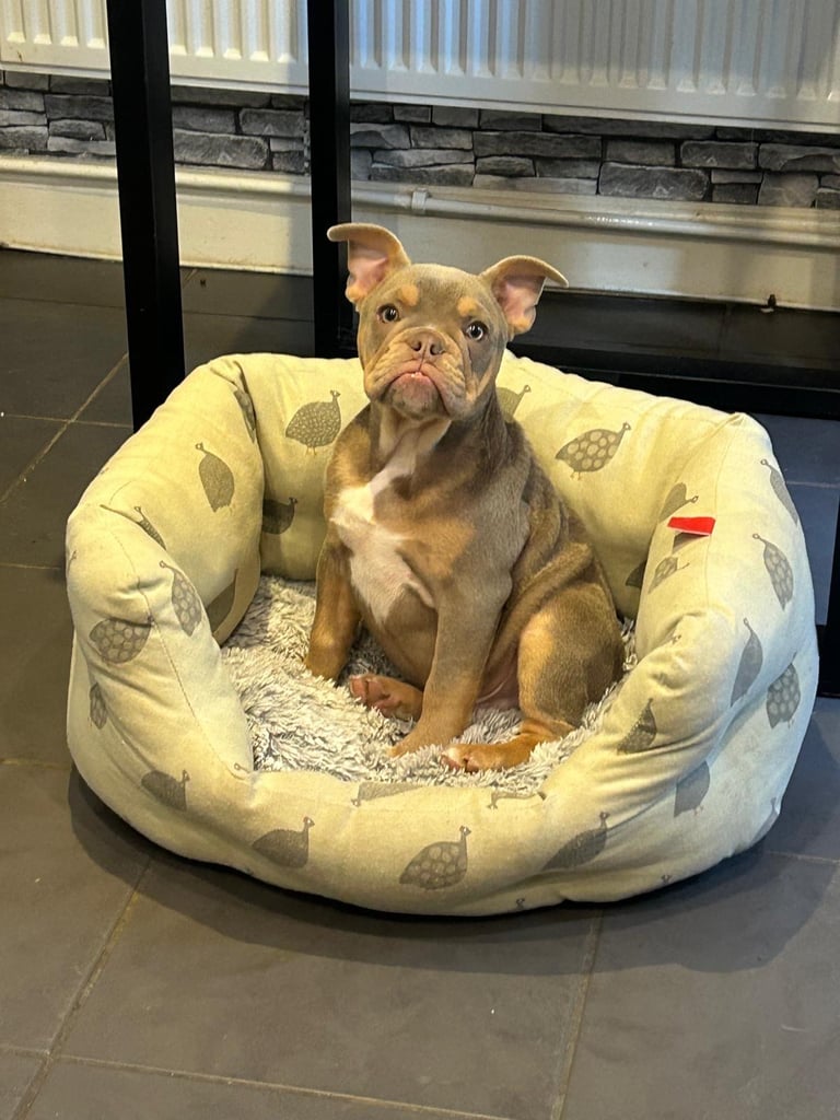 image for Gorgeous Male frenchie 4months old 