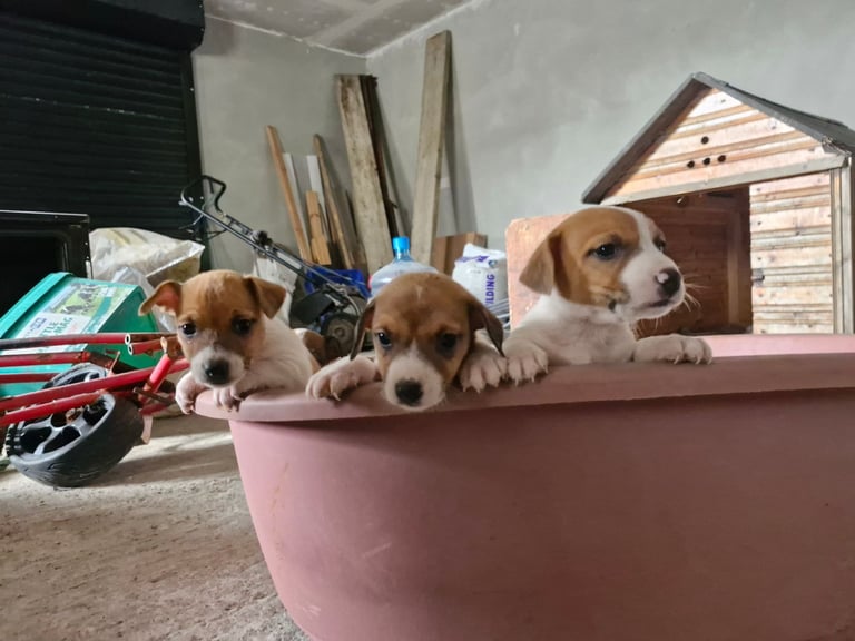 image for 7 Week old Jack Russel's for rehoming. 