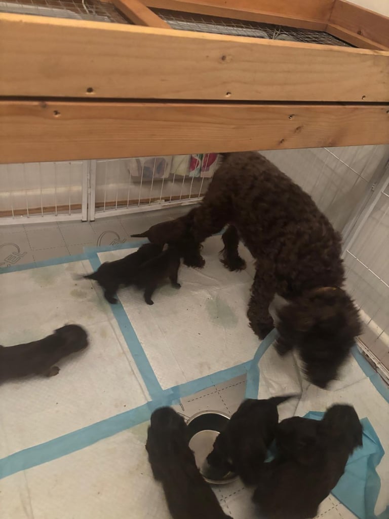 f2 Cockapoo puppies 7 left 